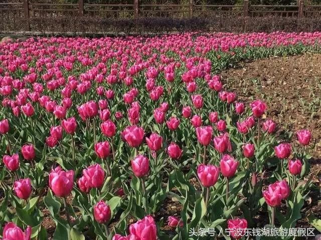 花讯播报泡汤赏花SPA住客房只在南苑花博园！