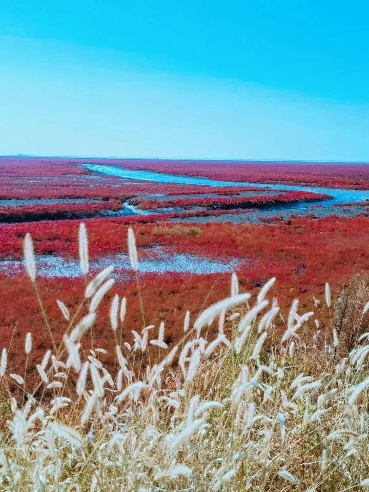 盘锦红海滩：一个令人陶醉的度假胜地